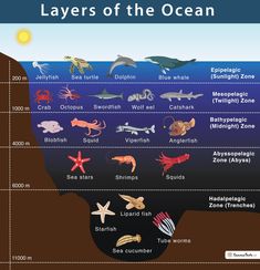 the layers of the ocean with different types of animals and their names in each section