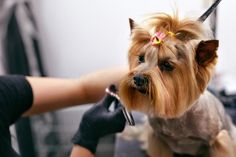 a dog getting its hair cut by a person