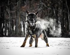 a large dog standing in the snow with its front paws on it's hind legs