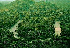 an aerial view of a river surrounded by lush green trees in the middle of a jungle