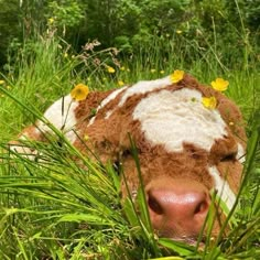 a brown and white cow laying in the grass with yellow flowers on it's head