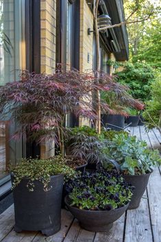 three potted plants sitting on top of a wooden deck