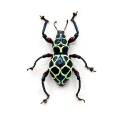 a black and yellow bug on a white background