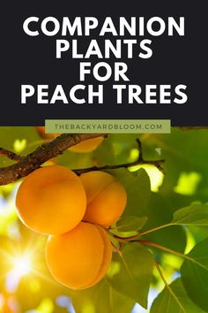 peaches hanging from a tree with text overlay reading companion plants for peach trees