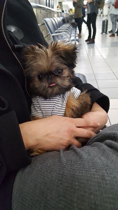 a person holding a small dog in their lap at an airport terminal while others walk by