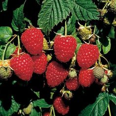 raspberries growing on the bush with green leaves