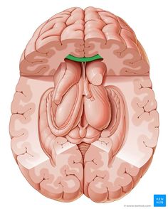 an image of the inside of a human brain