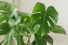 a green plant with large leaves on it