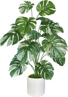 a potted plant with large green leaves in it's white container on a white background