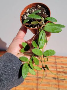 a hand holding a small potted plant with green leaves and dirt on it's surface