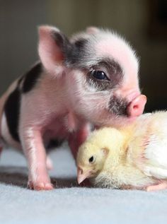 two small pigs are playing with each other on the floor next to a baby chicken