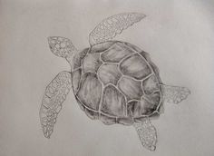 a pencil drawing of a turtle