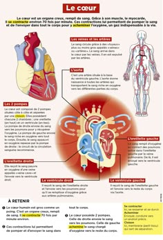 the anatomy of the heart and its functions