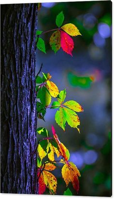 an image of leaves on the side of a tree