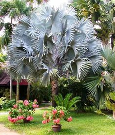 the large palm tree is surrounded by many flowers and greenery in this tropical garden