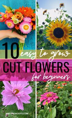 flowers with text overlay that says 10 easy to grow cut flowers for beginners