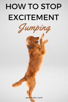 a dog jumping up in the air with its front paws on it's back legs