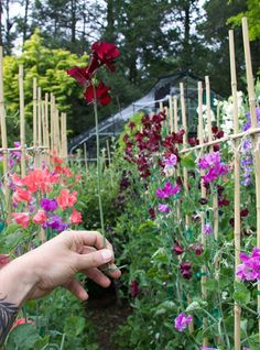 a person is picking up flowers in a garden with bamboo poles and other plants behind them