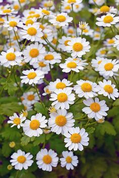 white flowers with yellow centers in the middle