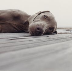 a brown dog laying on top of a wooden floor