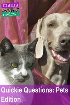 a dog and cat sitting next to each other with the caption quickie questions pets edition