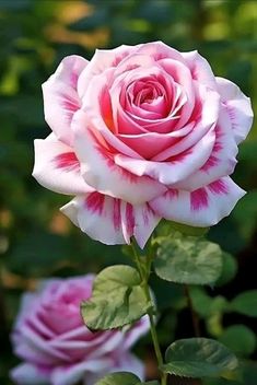 Amazing Roses Pictures, Roses Pictures, Rose Flower Photos, Very Beautiful Flowers, Rose Flower Pictures, Beautiful Flowers Photos, Beautiful Pink Flowers, Cute Flower Wallpapers, Beautiful Flowers Garden