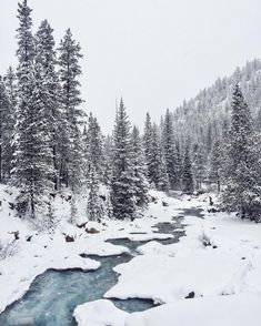 a river running through a snow covered forest next to tall pine trees on a snowy day