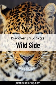 a close up of a leopard's face with the words, discovering sri lanka's wild side