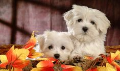 two small white dogs sitting next to each other on top of leaves and branches in front of a wooden wall