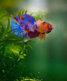 Betta fish are beautiful and surprisingly easy to care for—until you realize their water can quickly go from crystal-clear to murky.

If you’ve ever found yourself questioning how often you should be changing your betta’s water, you’re not alone!

Here’s the simple but crucial guide to keeping your fish happy, healthy, and swimming in clean water.