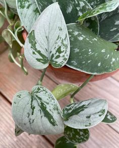 some green and white leaves on top of a potted plant next to a wooden table