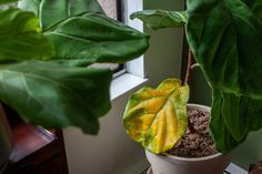 a potted plant with yellow and green leaves on it's side next to a window