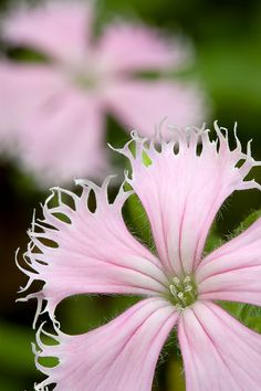 a pink flower with white stamens in the center