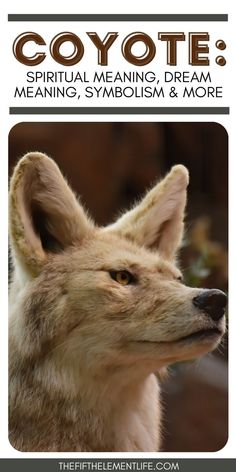 Coyote Spiritual Meaning Coyote Spirit Animal, Coyote Symbolism, Coyote Therian, Coyote Animal, Sunrise Quotes, Totem Animals, Black Coyote, Animal Symbolism, Dream Symbols