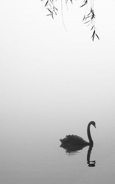 a black and white photo of a swan in the water with reeds hanging over it