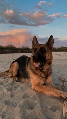 a german shepard laying in the sand at sunset