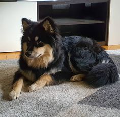 a black and brown dog laying on the floor in front of a flat screen tv