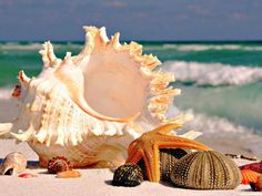 shells and seashells on the beach with ocean waves in the background text reads, joy is uniek en kosbaarar