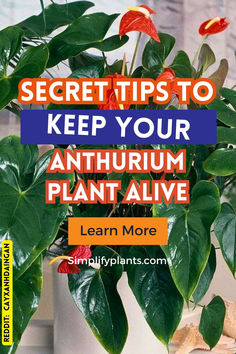 a potted plant with the words, secret tips to keep your anthrum plant alive learn more