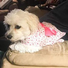 Petea Bowknot Floral Dress Tutu Dog Dress Vest Apparel Skirt Clothes Pet Puppy Birthday Princess ... Clothes For Dogs, Birthday Princess Dress, Dress Tutu, Dress Vest, Puppy Birthday, Birthday Princess, Pet Puppy