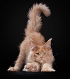 a fluffy orange cat sitting on top of a black floor next to a white object