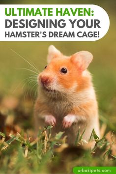 a small hamster standing in the grass with text overlaying it that reads, ultimate guide to designing your hamster's dream cage