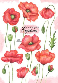 watercolor poppies on a pink background