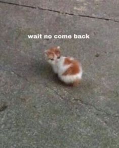 a small kitten sitting on top of a cement floor next to a sidewalk with the words wait no come back