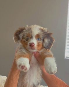 a person holding a small puppy in their hands with one paw up to the camera