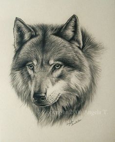 a pencil drawing of a wolf's face