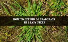 how to get rid of crabgrass in 5 easy steps