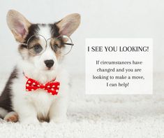 a small dog wearing glasses and a red bow tie sitting on the floor with a sign that says see you looking