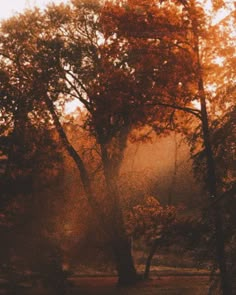 the sun is shining through the trees in the park