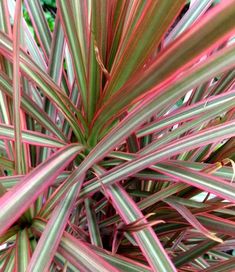 a close up view of a plant with pink and green leaves